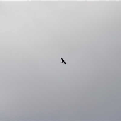 Aquila audax (Wedge-tailed Eagle) at Rendezvous Creek, ACT - 15 Nov 2024 by JimL