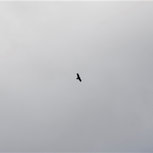 Aquila audax at Rendezvous Creek, ACT - 16 Nov 2024 09:17 AM