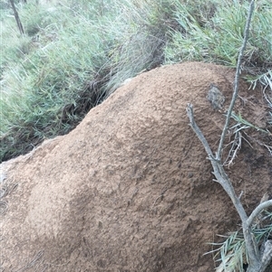 Nasutitermes exitiosus at Watson, ACT - suppressed