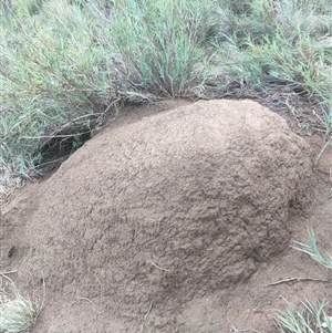 Nasutitermes exitiosus at Watson, ACT - suppressed