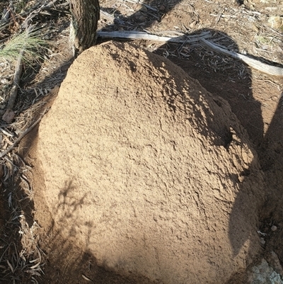 Nasutitermes exitiosus (Snouted termite, Gluegun termite) at Watson, ACT - 12 Jun 2024 by DonFletcher