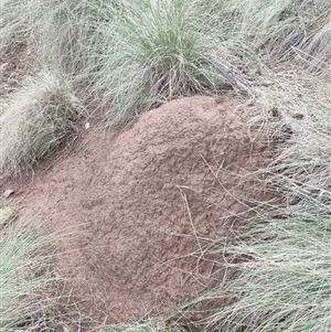 Nasutitermes exitiosus at Watson, ACT - suppressed