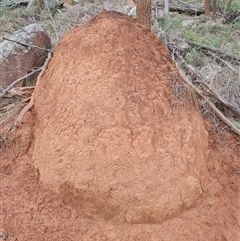 Nasutitermes exitiosus (Snouted termite, Gluegun termite) at Ainslie, ACT - 13 Jun 2024 by DonFletcher