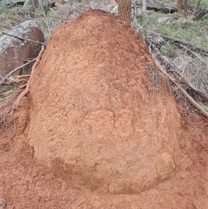 Nasutitermes exitiosus at Ainslie, ACT - suppressed