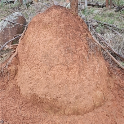 Nasutitermes exitiosus (Snouted termite, Gluegun termite) at Ainslie, ACT - 13 Jun 2024 by DonFletcher