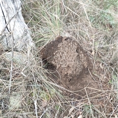 Nasutitermes exitiosus (Snouted termite, Gluegun termite) at Watson, ACT - 13 Jun 2024 by DonFletcher