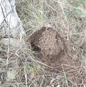 Nasutitermes exitiosus at Watson, ACT - suppressed