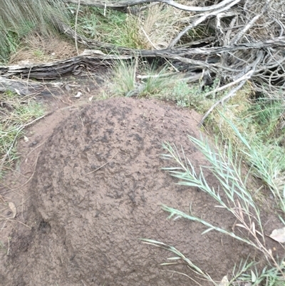 Nasutitermes exitiosus (Snouted termite, Gluegun termite) at Watson, ACT - 13 Jun 2024 by DonFletcher