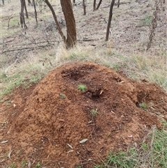 Nasutitermes exitiosus (Snouted termite, Gluegun termite) at Ainslie, ACT - 13 Jun 2024 by DonFletcher