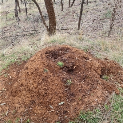 Nasutitermes exitiosus (Snouted termite, Gluegun termite) at Ainslie, ACT - 13 Jun 2024 by DonFletcher