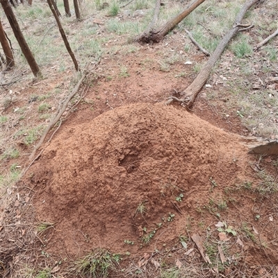 Nasutitermes exitiosus (Snouted termite, Gluegun termite) at Ainslie, ACT - 13 Jun 2024 by DonFletcher