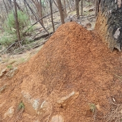 Nasutitermes exitiosus (Snouted termite, Gluegun termite) at Ainslie, ACT - 13 Jun 2024 by DonFletcher