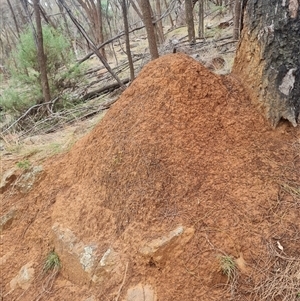 Nasutitermes exitiosus at Ainslie, ACT - 13 Jun 2024