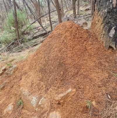 Nasutitermes exitiosus (Snouted termite, Gluegun termite) at Ainslie, ACT - 13 Jun 2024 by DonFletcher