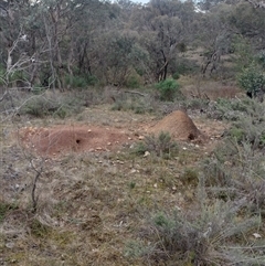 Nasutitermes exitiosus (Snouted termite, Gluegun termite) at Hackett, ACT - 13 Jun 2024 by DonFletcher