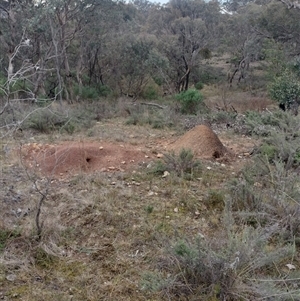 Nasutitermes exitiosus at Hackett, ACT - 13 Jun 2024