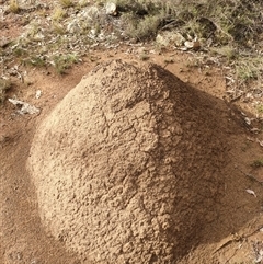 Nasutitermes exitiosus (Snouted termite, Gluegun termite) at Kenny, ACT - 13 Jun 2024 by DonFletcher