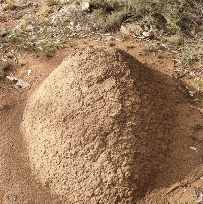 Nasutitermes exitiosus (Snouted termite, Gluegun termite) at Kenny, ACT - 13 Jun 2024 by DonFletcher