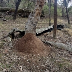 Nasutitermes exitiosus (Snouted termite, Gluegun termite) at Hackett, ACT - 13 Jun 2024 by DonFletcher