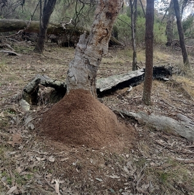 Nasutitermes exitiosus (Snouted termite, Gluegun termite) at Hackett, ACT - 13 Jun 2024 by DonFletcher