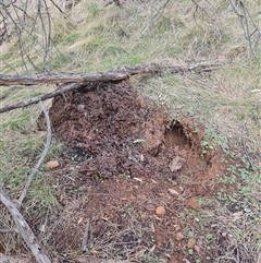 Nasutitermes exitiosus (Snouted termite, Gluegun termite) at Ainslie, ACT - 13 Jun 2024 by DonFletcher