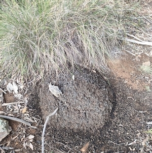 Nasutitermes exitiosus at Kenny, ACT - suppressed