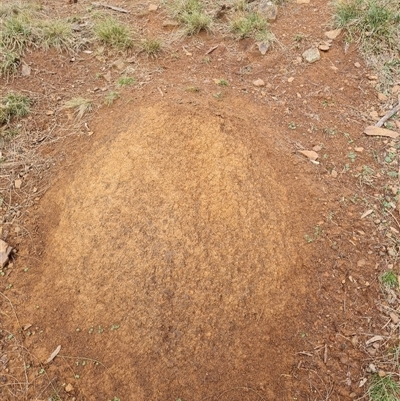 Nasutitermes exitiosus (Snouted termite, Gluegun termite) at Ainslie, ACT - 13 Jun 2024 by DonFletcher