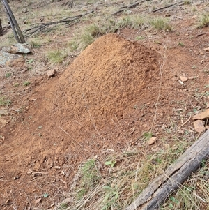 Nasutitermes exitiosus at Ainslie, ACT - suppressed