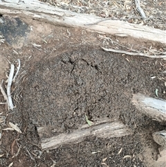 Nasutitermes exitiosus (Snouted termite, Gluegun termite) at Kenny, ACT - 13 Jun 2024 by DonFletcher