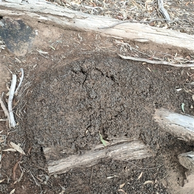 Nasutitermes exitiosus (Snouted termite, Gluegun termite) at Kenny, ACT - 13 Jun 2024 by DonFletcher