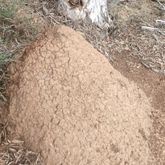 Nasutitermes exitiosus (Snouted termite, Gluegun termite) at Kenny, ACT - 13 Jun 2024 by DonFletcher