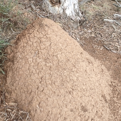 Nasutitermes exitiosus (Snouted termite, Gluegun termite) at Kenny, ACT - 13 Jun 2024 by DonFletcher