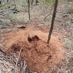 Nasutitermes exitiosus (Snouted termite, Gluegun termite) at Ainslie, ACT - 13 Jun 2024 by DonFletcher