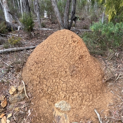 Coptotermes lacteus (Milk Termite) at Bruce, ACT - 13 Jun 2024 by DonFletcher