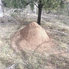 Nasutitermes exitiosus (Snouted termite, Gluegun termite) at Hackett, ACT - 13 Jun 2024 by DonFletcher