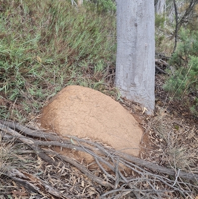 Nasutitermes exitiosus (Snouted termite, Gluegun termite) at Ainslie, ACT - 13 Jun 2024 by DonFletcher