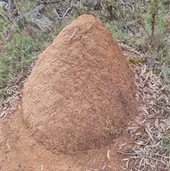 Nasutitermes exitiosus (Snouted termite, Gluegun termite) at Ainslie, ACT - 13 Jun 2024 by DonFletcher