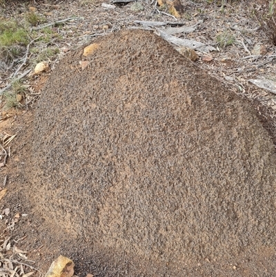 Nasutitermes exitiosus (Snouted termite, Gluegun termite) at Ainslie, ACT - 13 Jun 2024 by DonFletcher