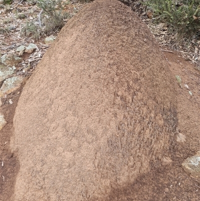 Nasutitermes exitiosus (Snouted termite, Gluegun termite) at Ainslie, ACT - 13 Jun 2024 by DonFletcher