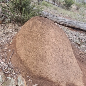 Nasutitermes exitiosus at Ainslie, ACT - 13 Jun 2024