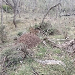 Nasutitermes exitiosus (Snouted termite, Gluegun termite) at Hackett, ACT - 13 Jun 2024 by DonFletcher