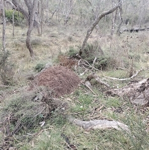 Nasutitermes exitiosus at Hackett, ACT - suppressed