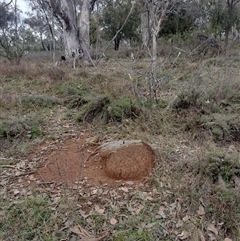 Nasutitermes exitiosus (Snouted termite, Gluegun termite) at Hackett, ACT - 13 Jun 2024 by DonFletcher