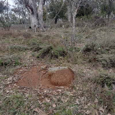 Nasutitermes exitiosus (Snouted termite, Gluegun termite) at Hackett, ACT - 13 Jun 2024 by DonFletcher