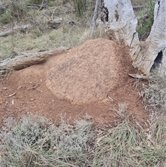 Nasutitermes exitiosus (Snouted termite, Gluegun termite) at Ainslie, ACT - 13 Jun 2024 by DonFletcher