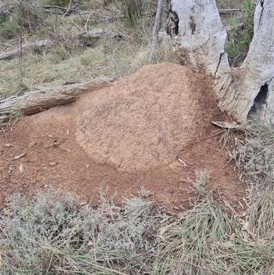 Nasutitermes exitiosus (Snouted termite, Gluegun termite) at Ainslie, ACT - 13 Jun 2024 by DonFletcher