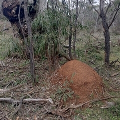 Nasutitermes exitiosus (Snouted termite, Gluegun termite) at Hackett, ACT - 13 Jun 2024 by DonFletcher