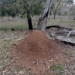 Nasutitermes exitiosus (Snouted termite, Gluegun termite) at Hackett, ACT - 13 Jun 2024 by DonFletcher