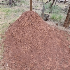 Nasutitermes exitiosus (Snouted termite, Gluegun termite) at Ainslie, ACT - 13 Jun 2024 by DonFletcher