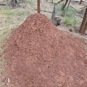 Nasutitermes exitiosus at Ainslie, ACT - suppressed